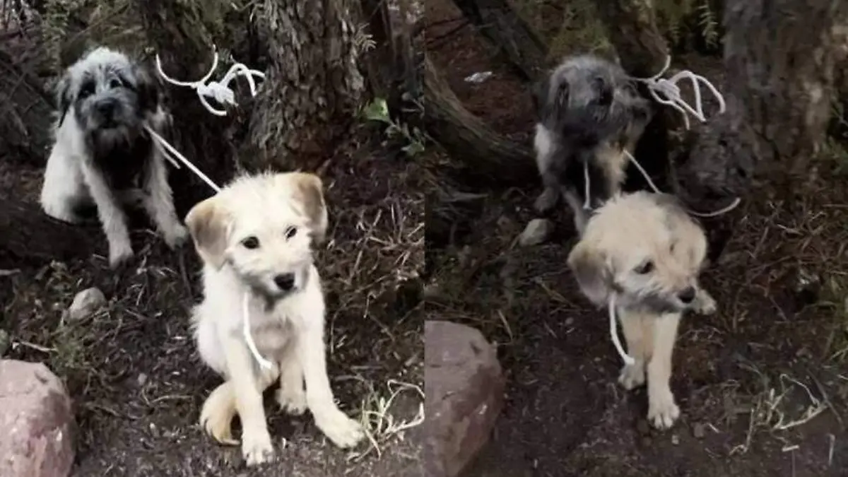 Dos perritos fueron abandonados amarrados en la cima de un cerro [video]